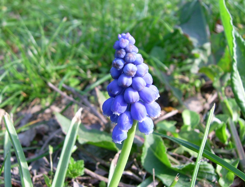 Muscari botryoides
